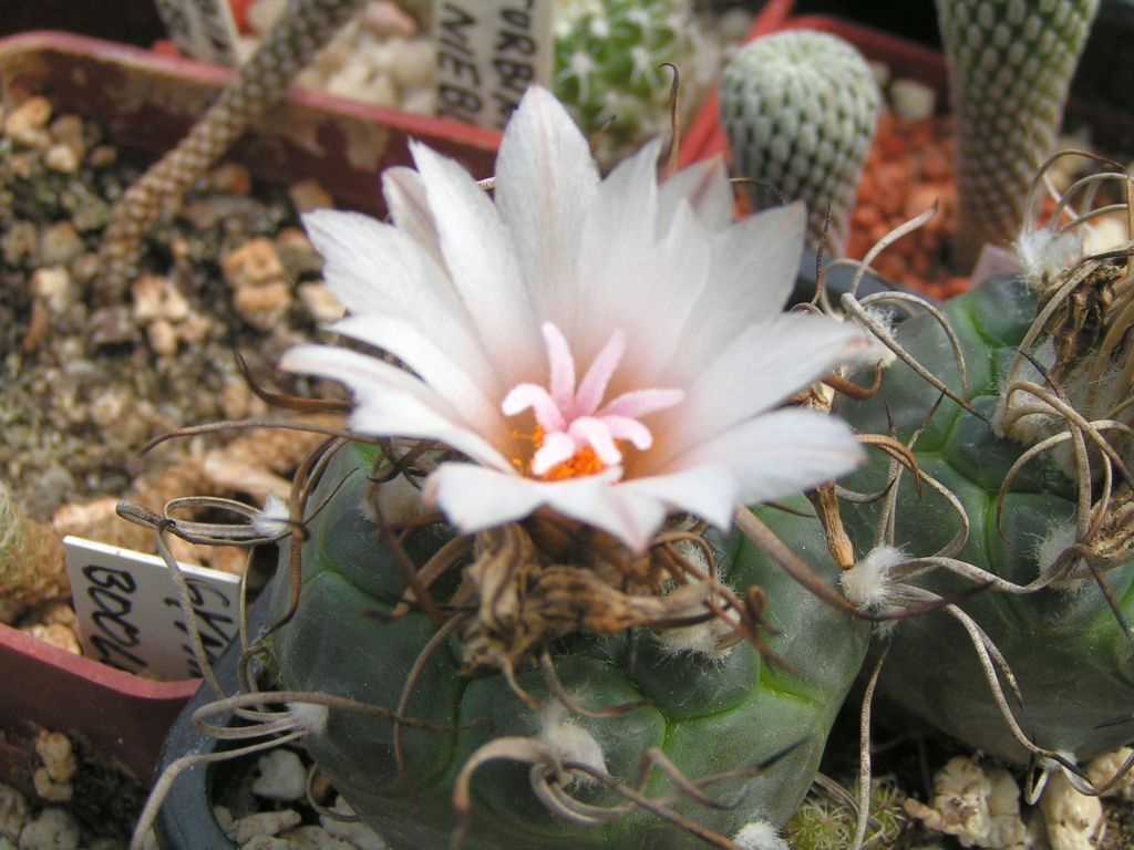 Turbinicarpus macrochele